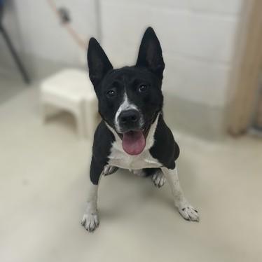 Trevor- 53362, ADOPTABLE, Young Male Siberian Husky & Pit Bull Terrier.
