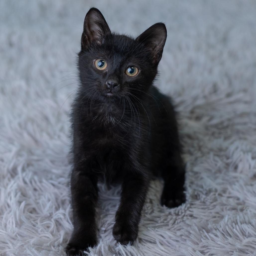 Vortex, Adoptable, Kitten Male Domestic Short Hair.