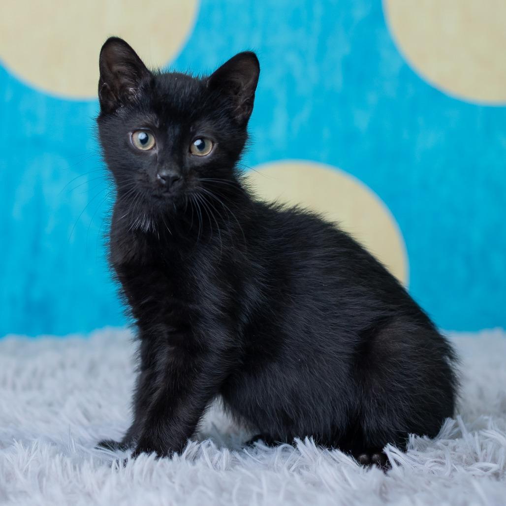 Enlarge Vortex, a Adoptable Domestic Short Hair in St. Paul, MN image 2/6