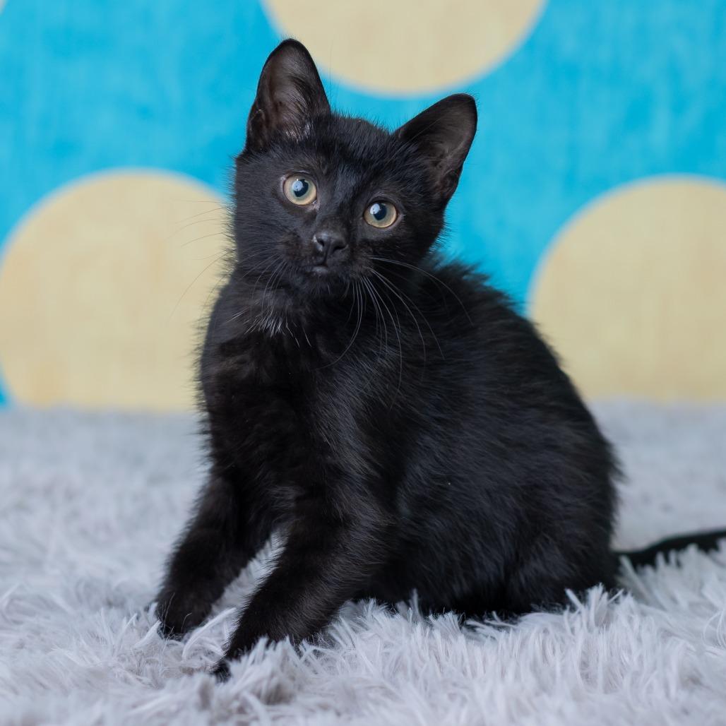 Enlarge Vortex, a Adoptable Domestic Short Hair in St. Paul, MN image 3/6