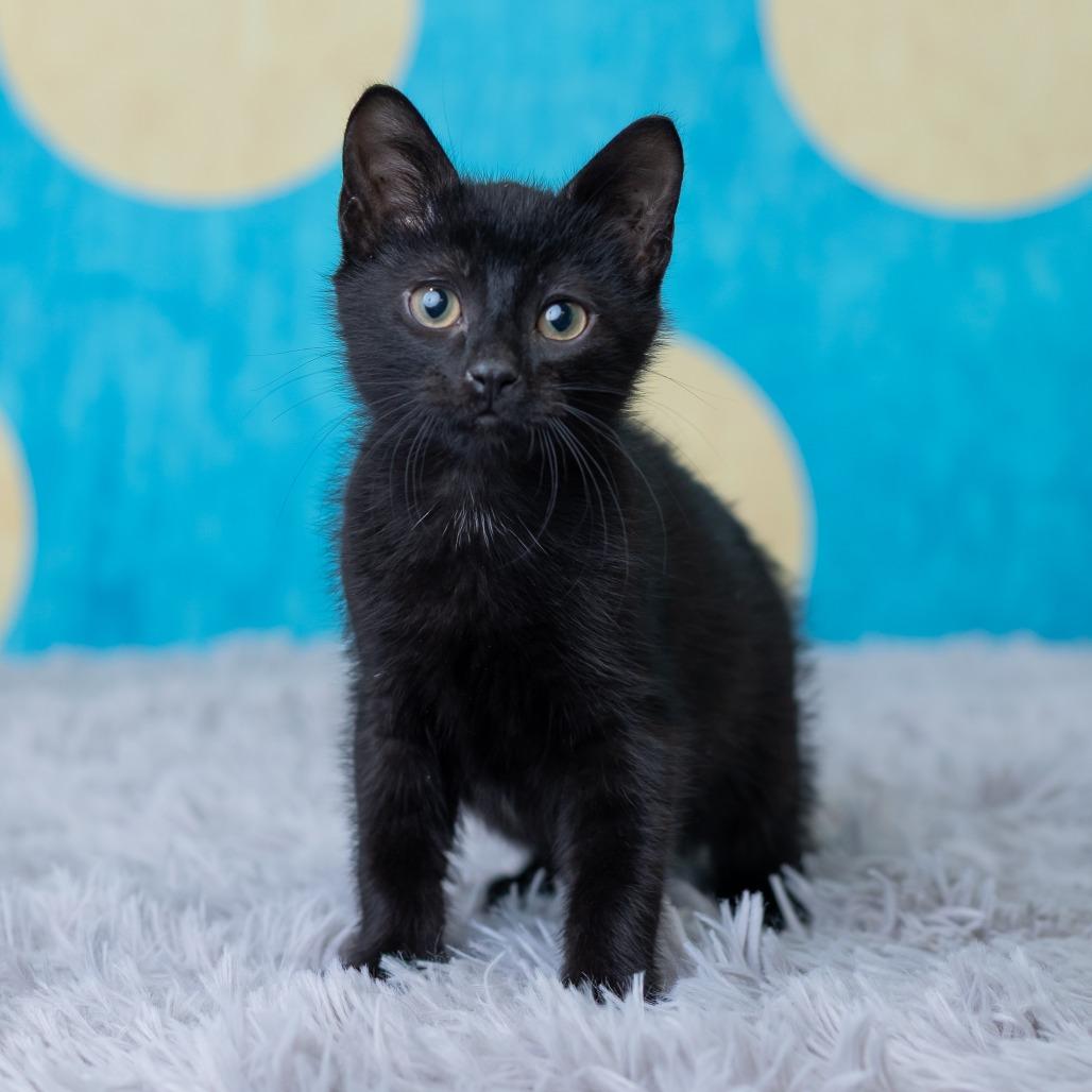 Enlarge Vortex, a Adoptable Domestic Short Hair in St. Paul, MN image 4/6