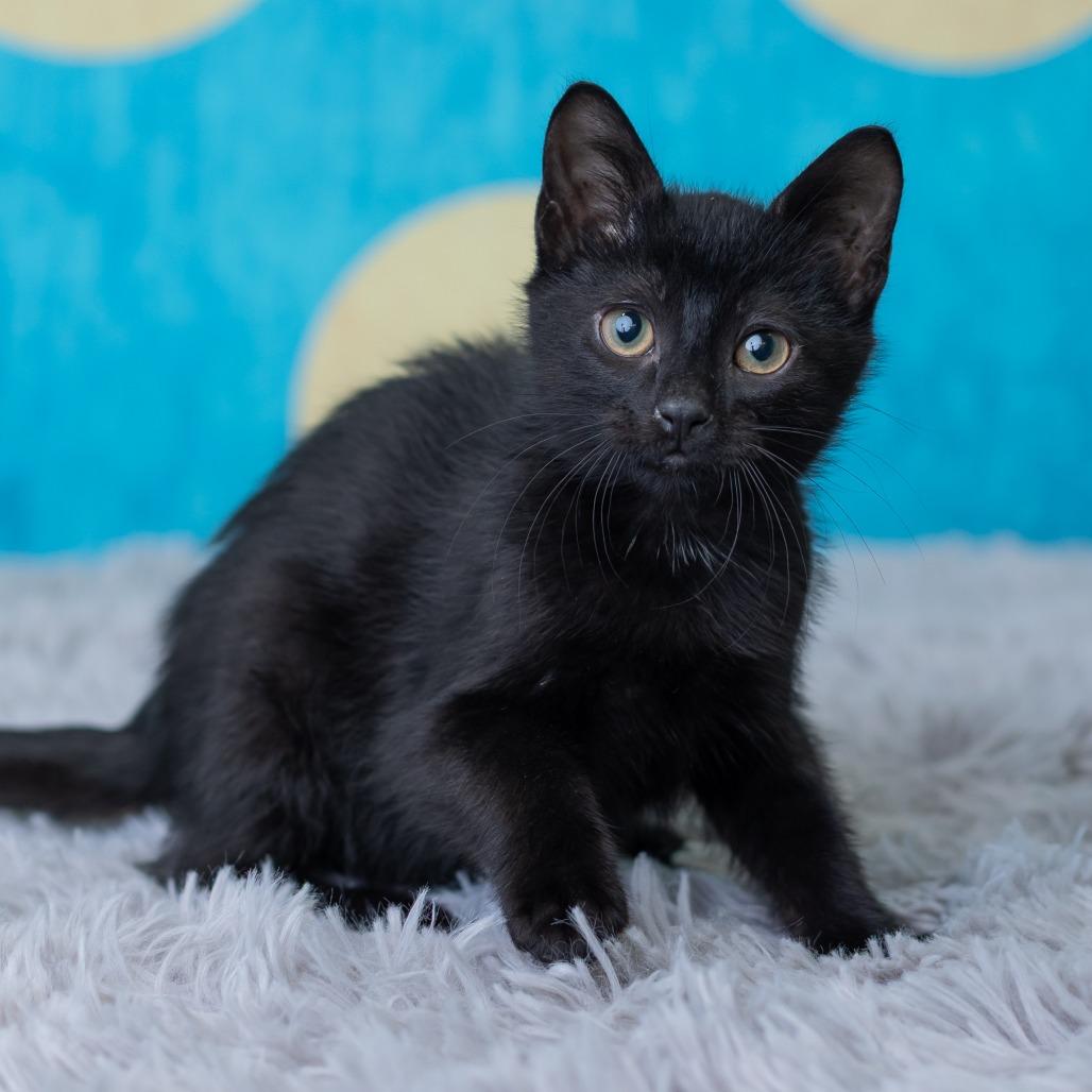 Enlarge Vortex, a Adoptable Domestic Short Hair in St. Paul, MN image 6/6