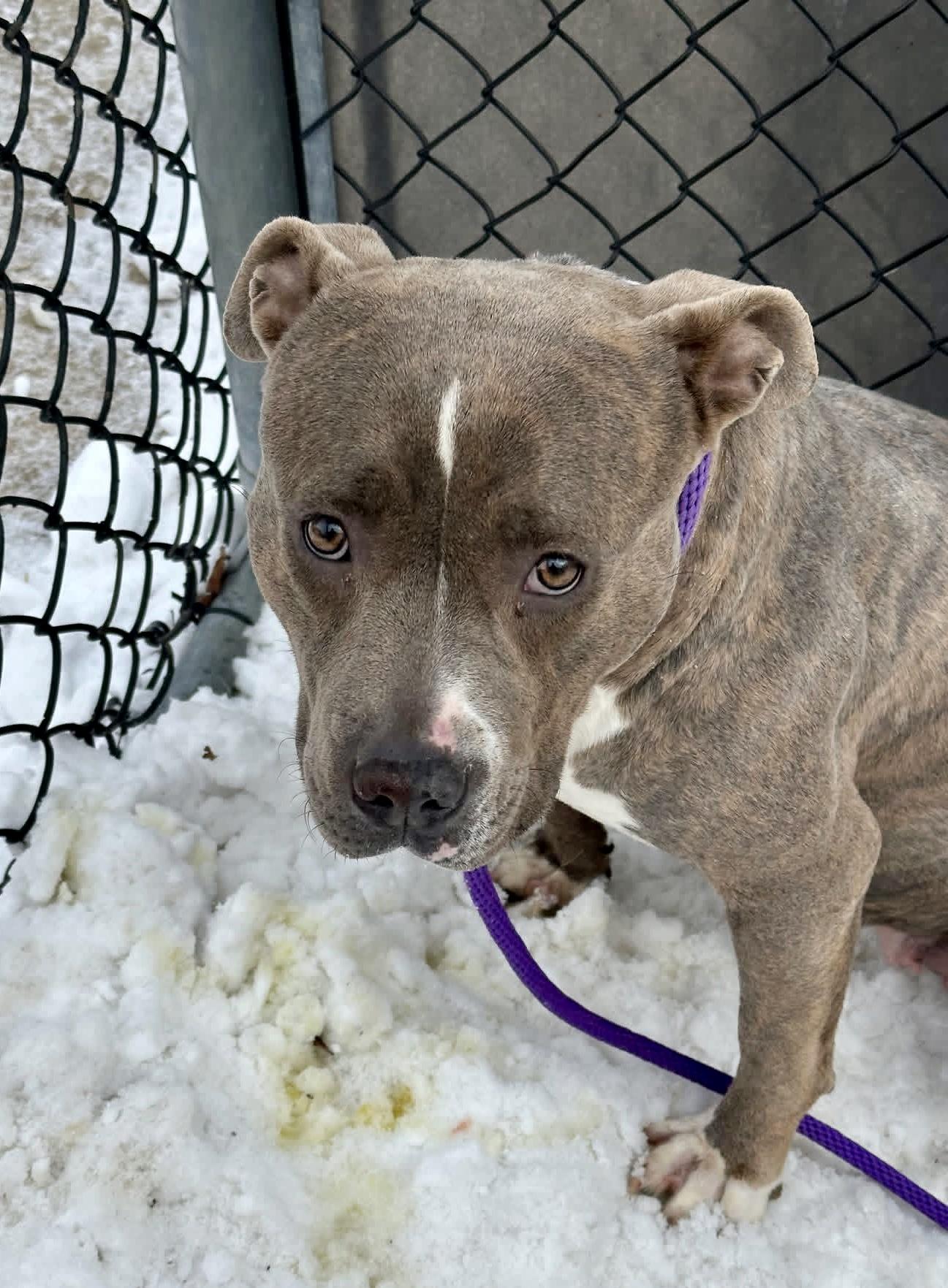 Enlarge Lucetta, a ADOPTABLE Pit Bull Terrier in Chicago, IL image 2/5