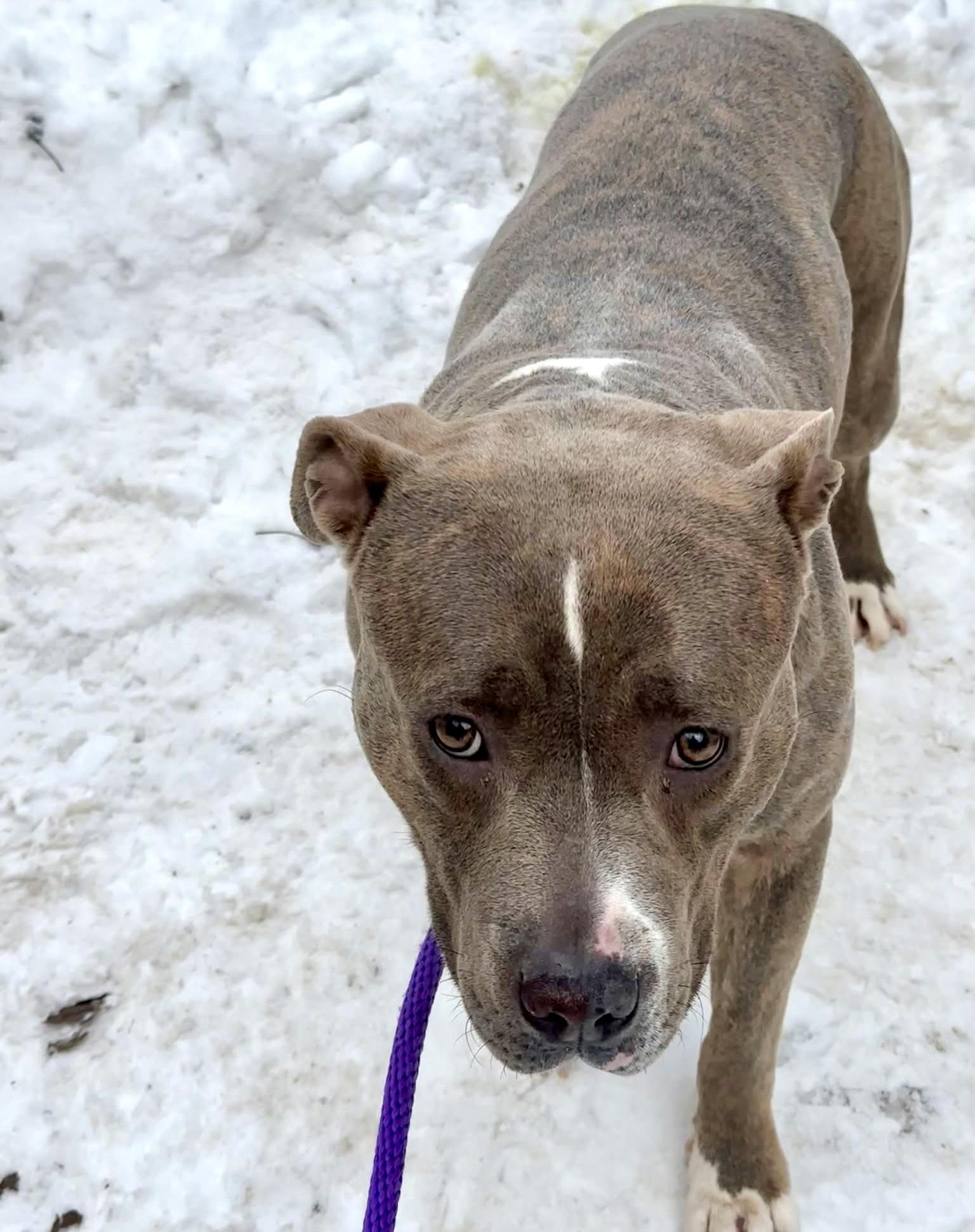 Enlarge Lucetta, a ADOPTABLE Pit Bull Terrier in Chicago, IL image 4/5