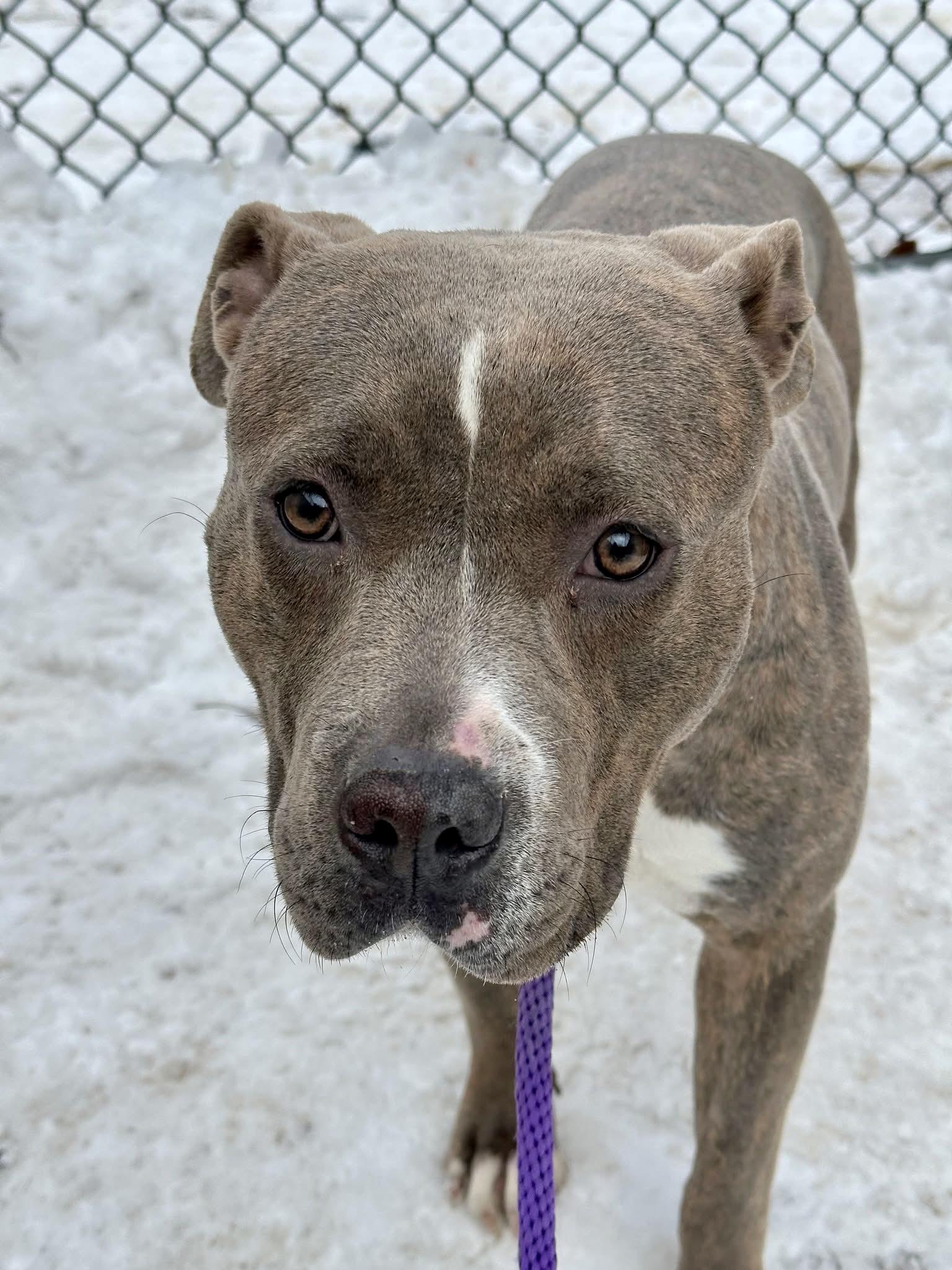 Enlarge Lucetta, a ADOPTABLE Pit Bull Terrier in Chicago, IL image 3/5