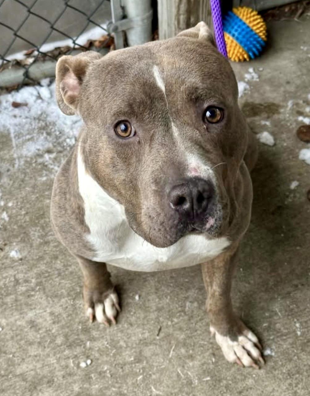 Enlarge Lucetta, a ADOPTABLE Pit Bull Terrier in Chicago, IL image 1/5