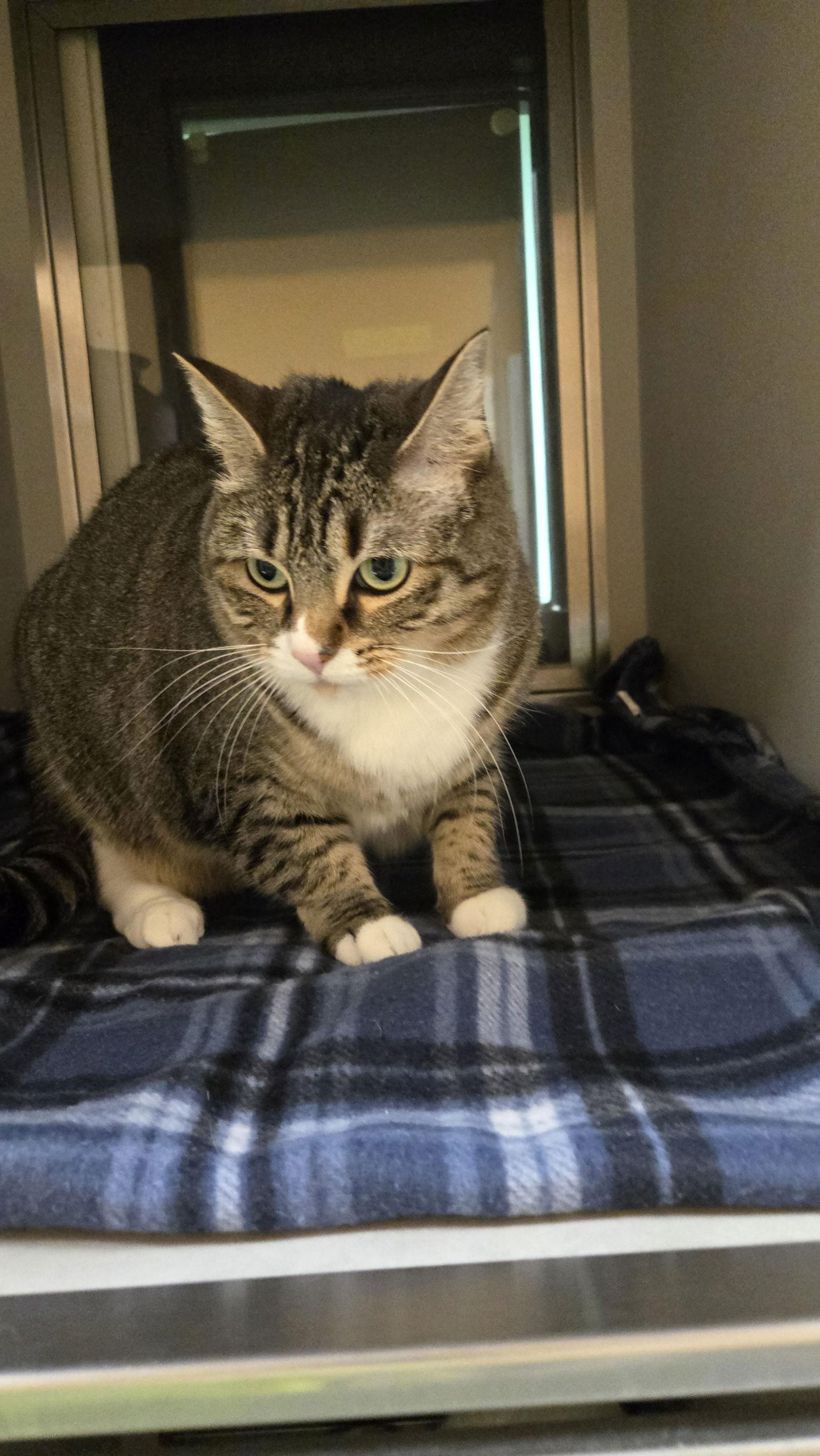 Jen, Adoptable, Adult Female Domestic Short Hair.
