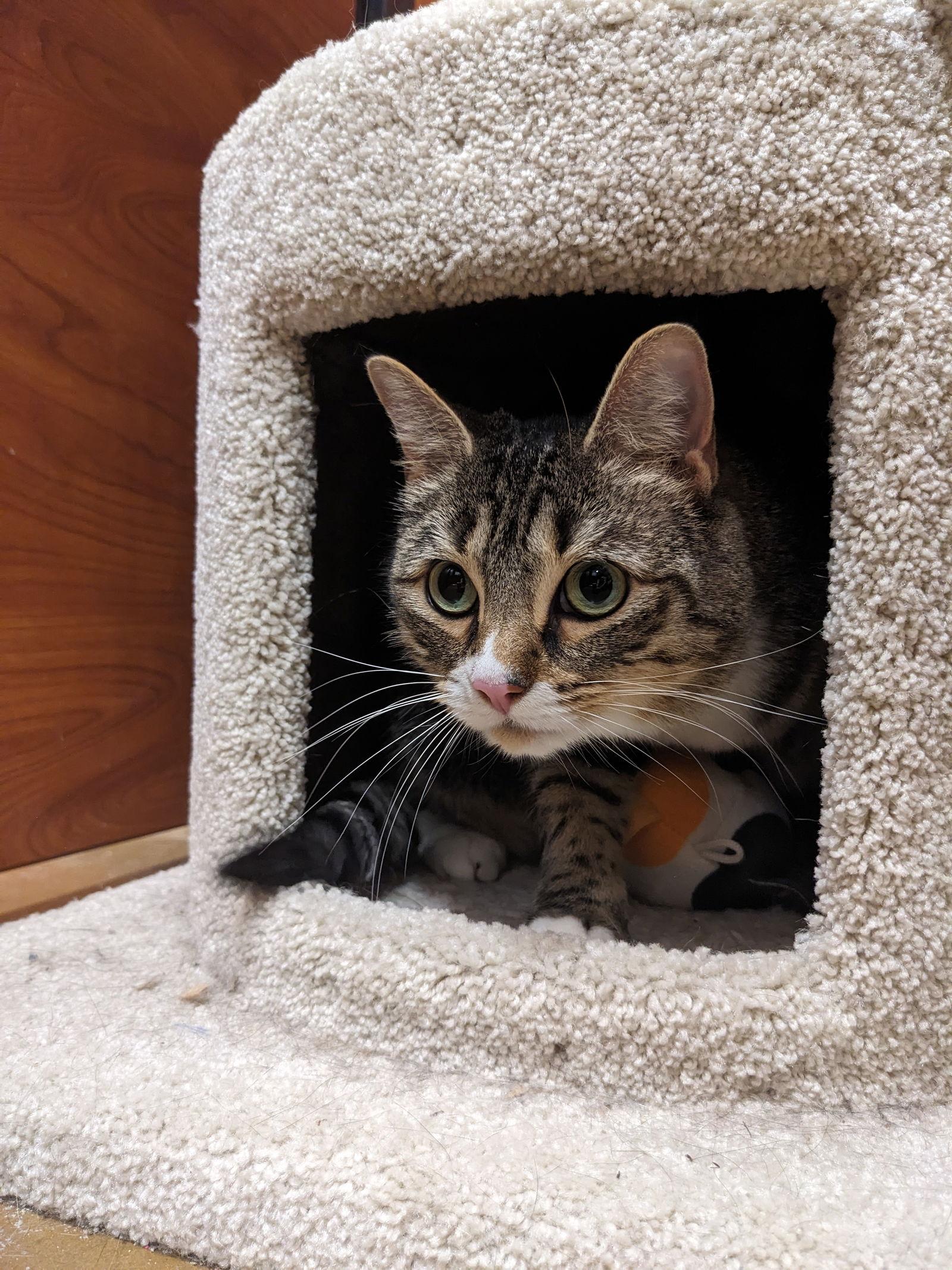 Enlarge Jen, a Adoptable Domestic Short Hair in Rowlett, TX image 2/3