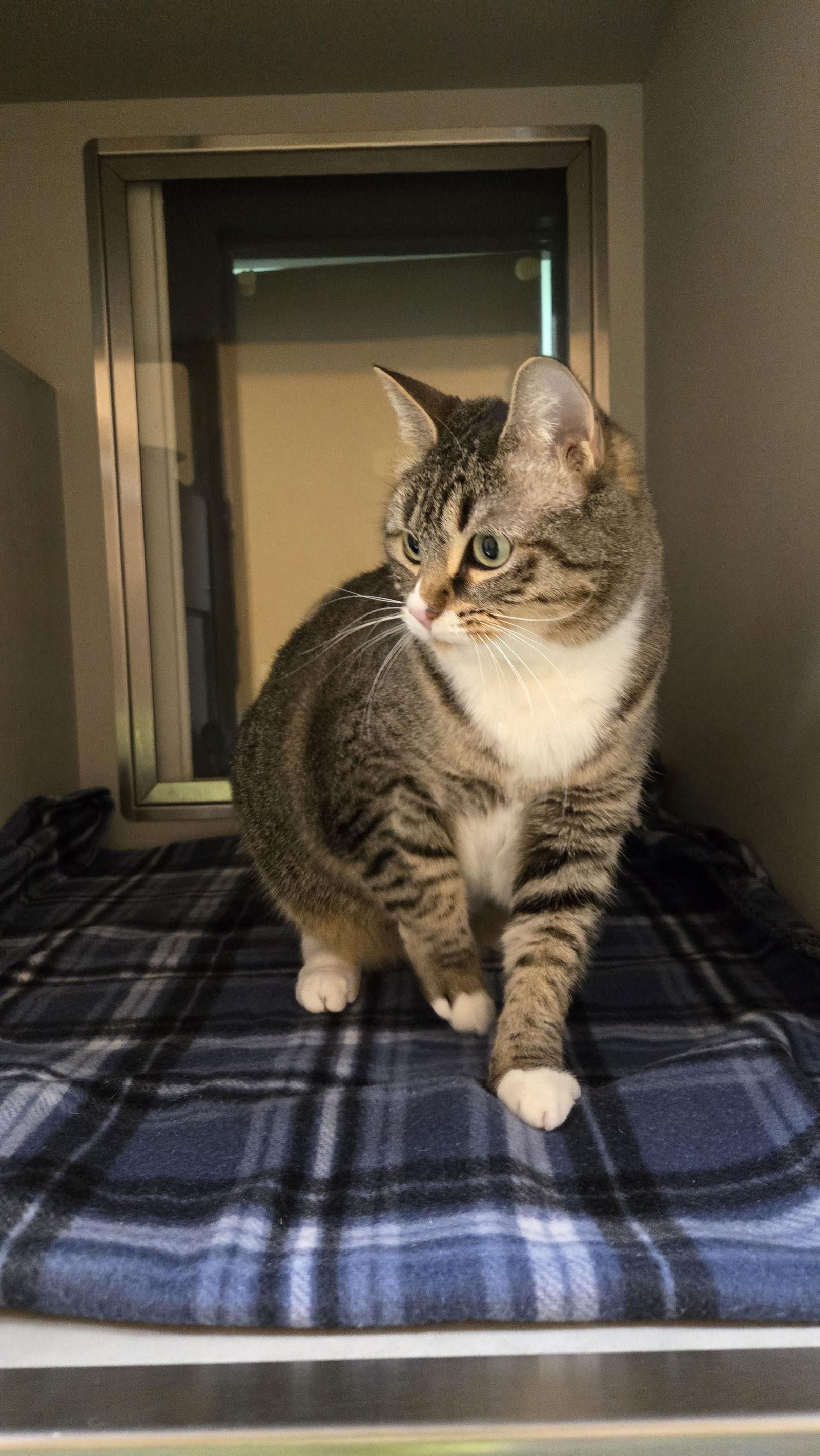 Enlarge Jen, a Adoptable Domestic Short Hair in Rowlett, TX image 3/3