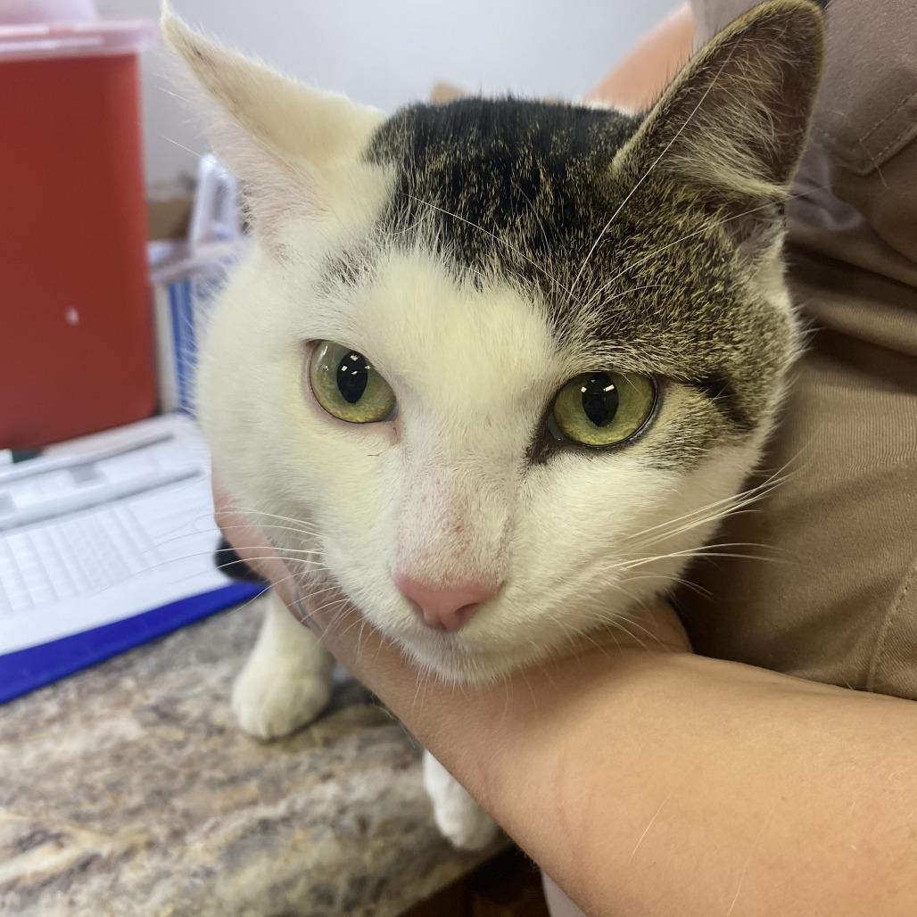 Enlarge Ryan - 121202T, a Adoptable Domestic Short Hair in Tupelo, MS image 1/2