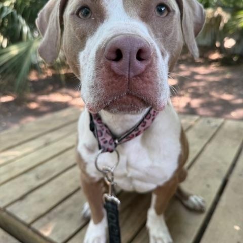 Enlarge LilBit, a ADOPTABLE Mixed Breed in Charleston, SC image 2/2