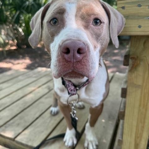 Enlarge LilBit, a ADOPTABLE Mixed Breed in Charleston, SC image 1/2
