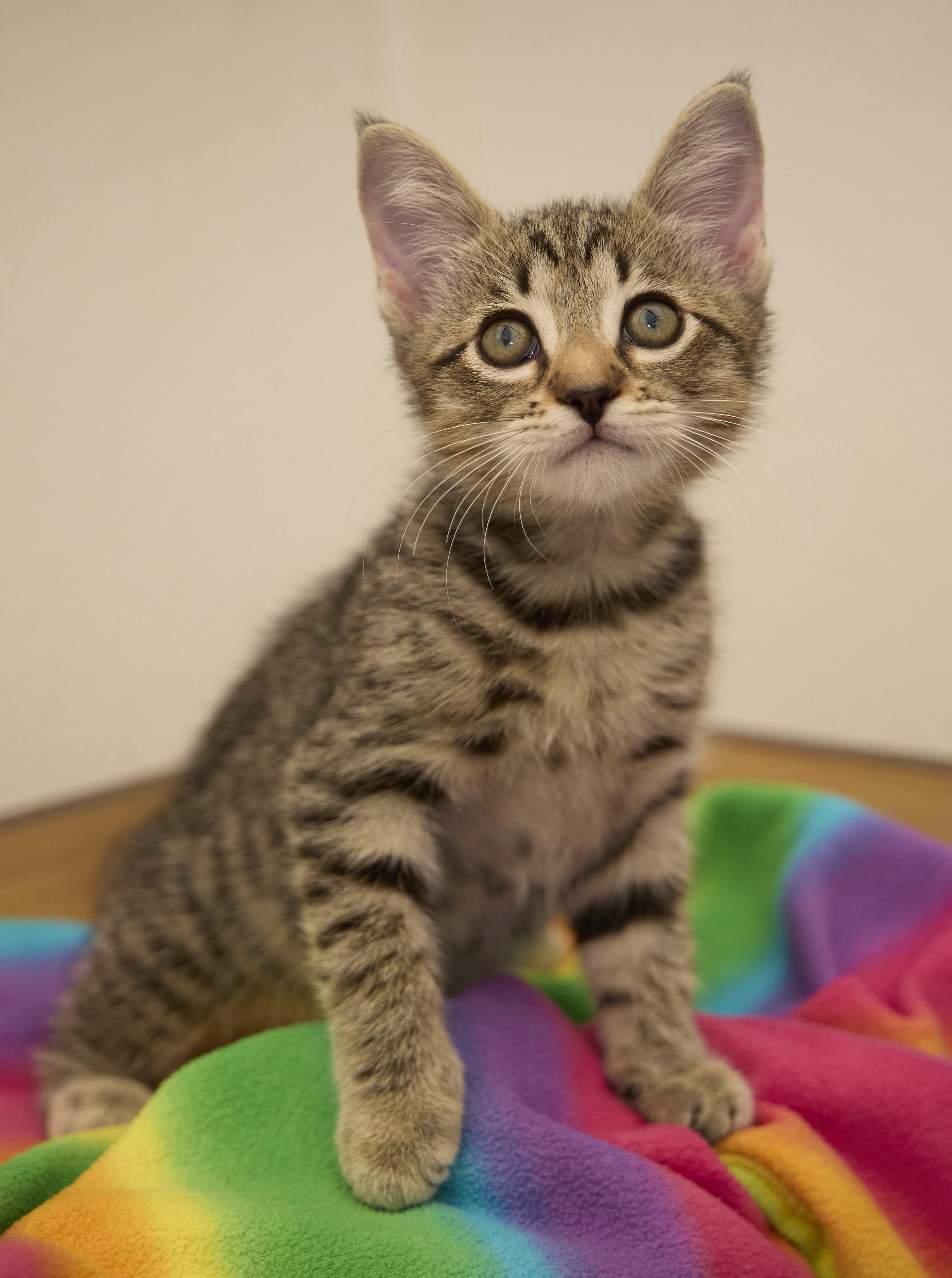 Enlarge Tatum, a Adoptable Tabby in Santa Barbara, CA image 1/3