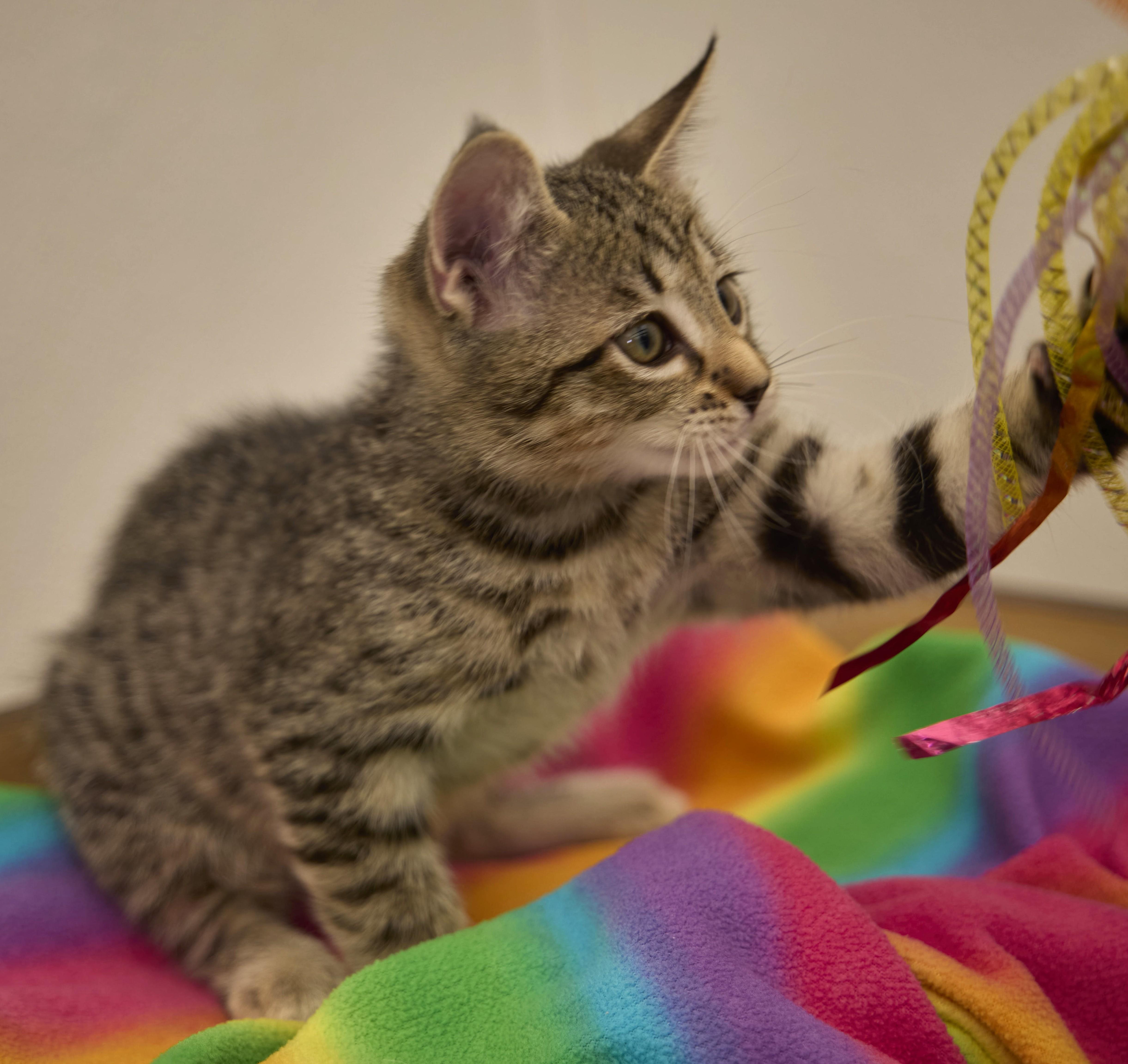 Enlarge Tatum, a Adoptable Tabby in Santa Barbara, CA image 2/3