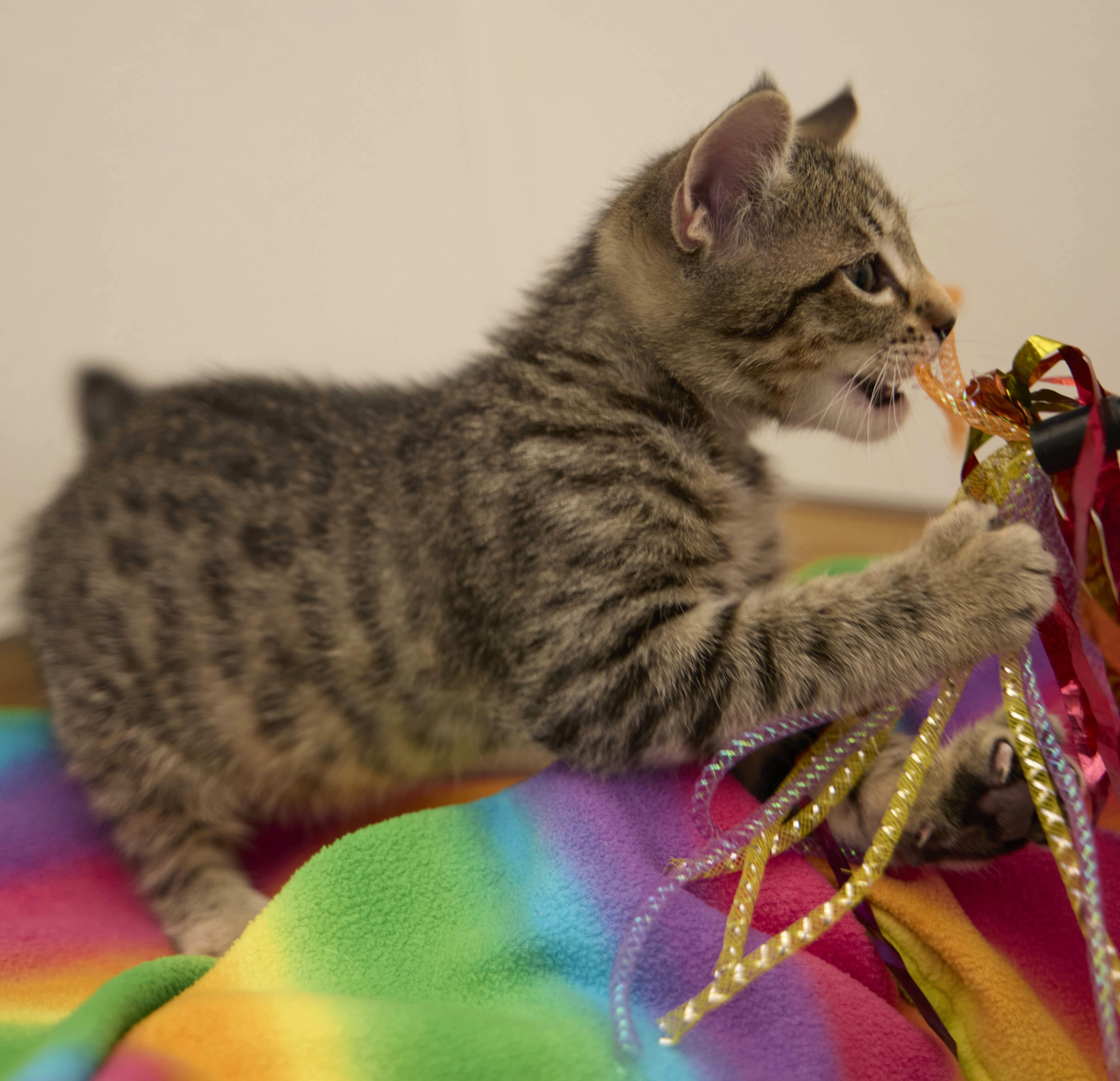 Enlarge Tatum, a Adoptable Tabby in Santa Barbara, CA image 3/3