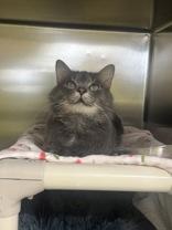 Enlarge Batty, a Adoptable Domestic Medium Hair in Whitby, ON image 2/2