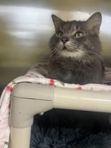 Enlarge Batty, a Adoptable Domestic Medium Hair in Whitby, ON image 1/2