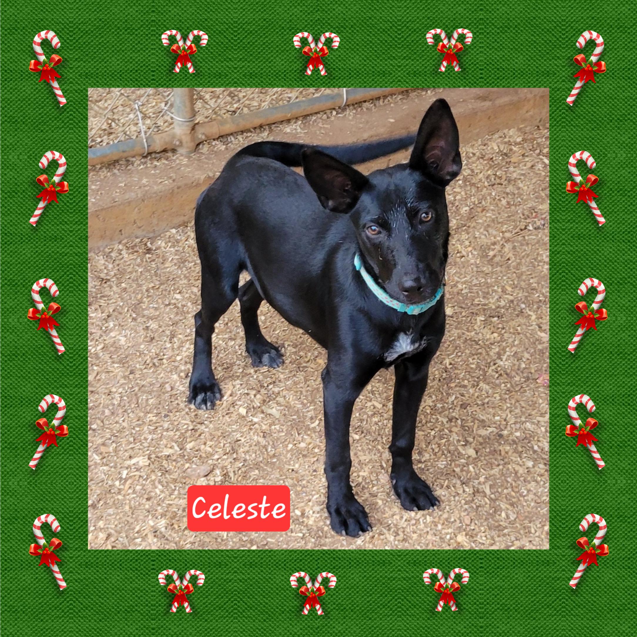 Enlarge Celeste, an adopted mixed breed in Granbury, TX image 1/2