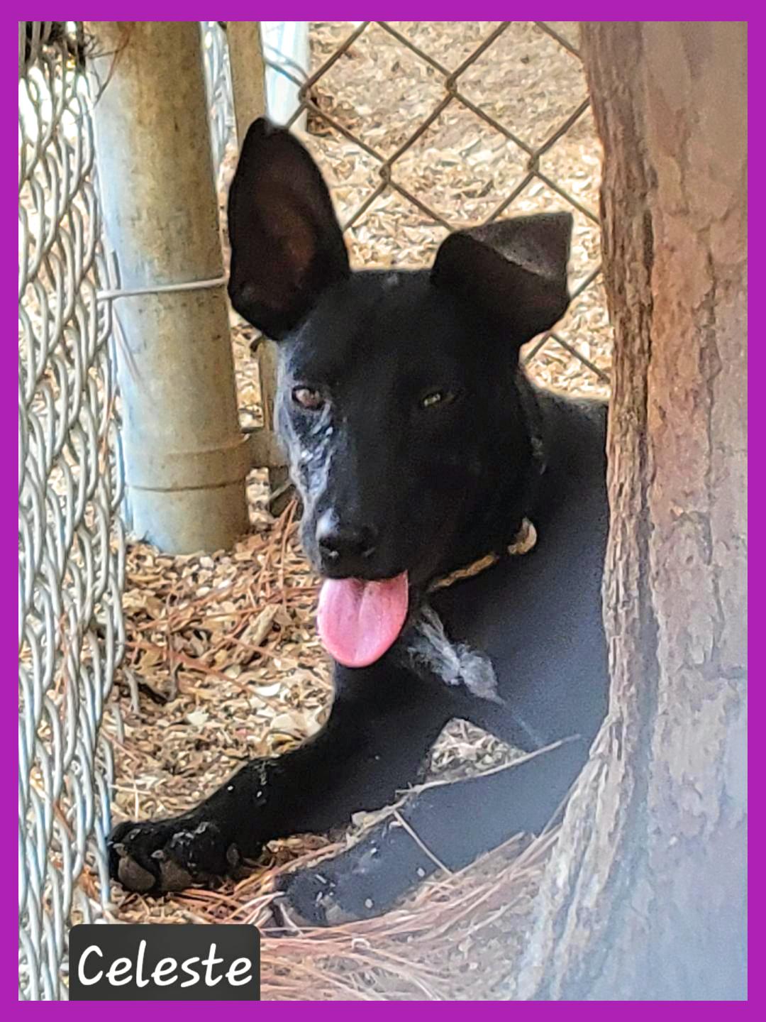 Enlarge Celeste, an adopted mixed breed in Granbury, TX image 2/2