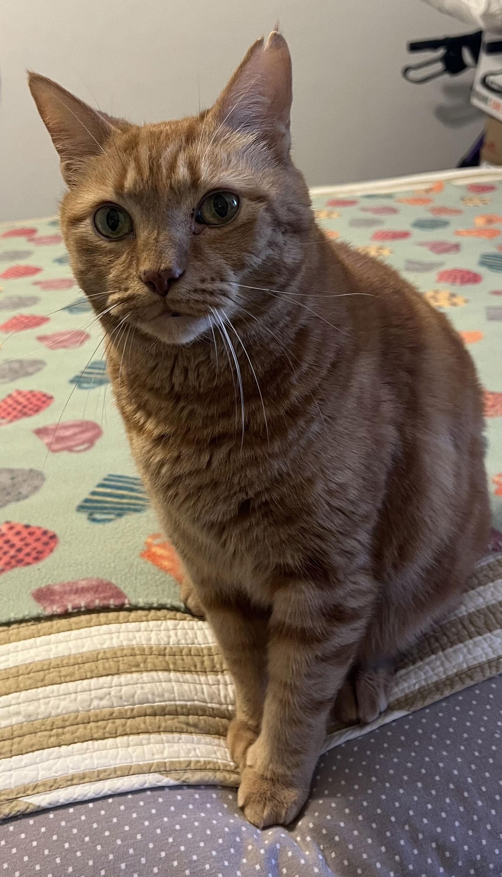 Jimmy — thumbnail 4