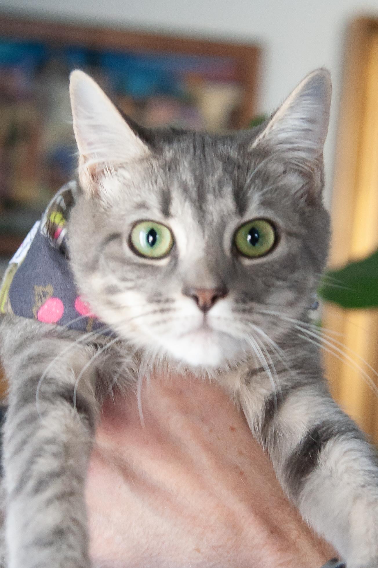 Enlarge Olivia, a Adoptable Domestic Short Hair in Nashville, TN image 3/6