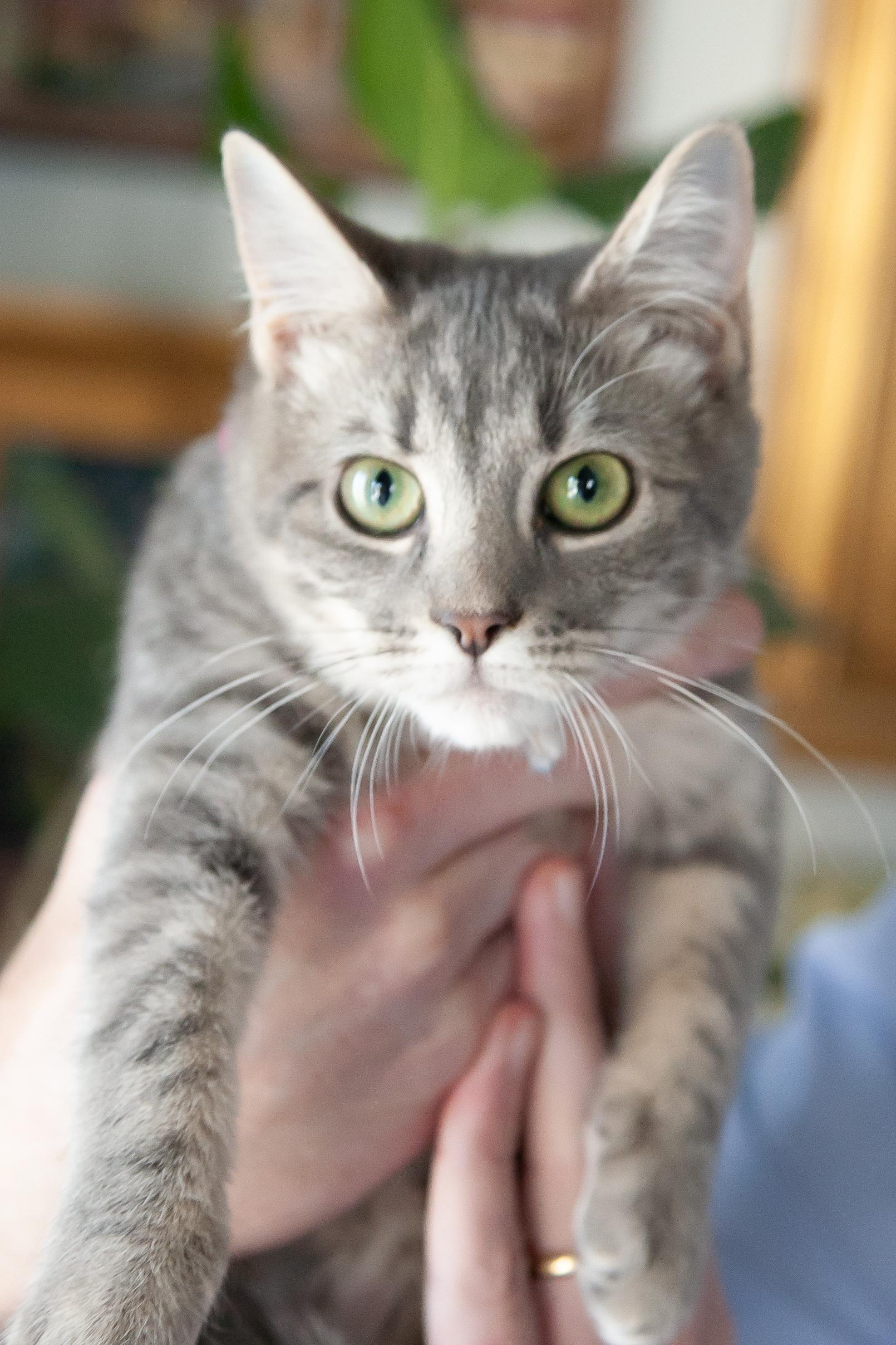 Enlarge Olivia, a Adoptable Domestic Short Hair in Nashville, TN image 1/6