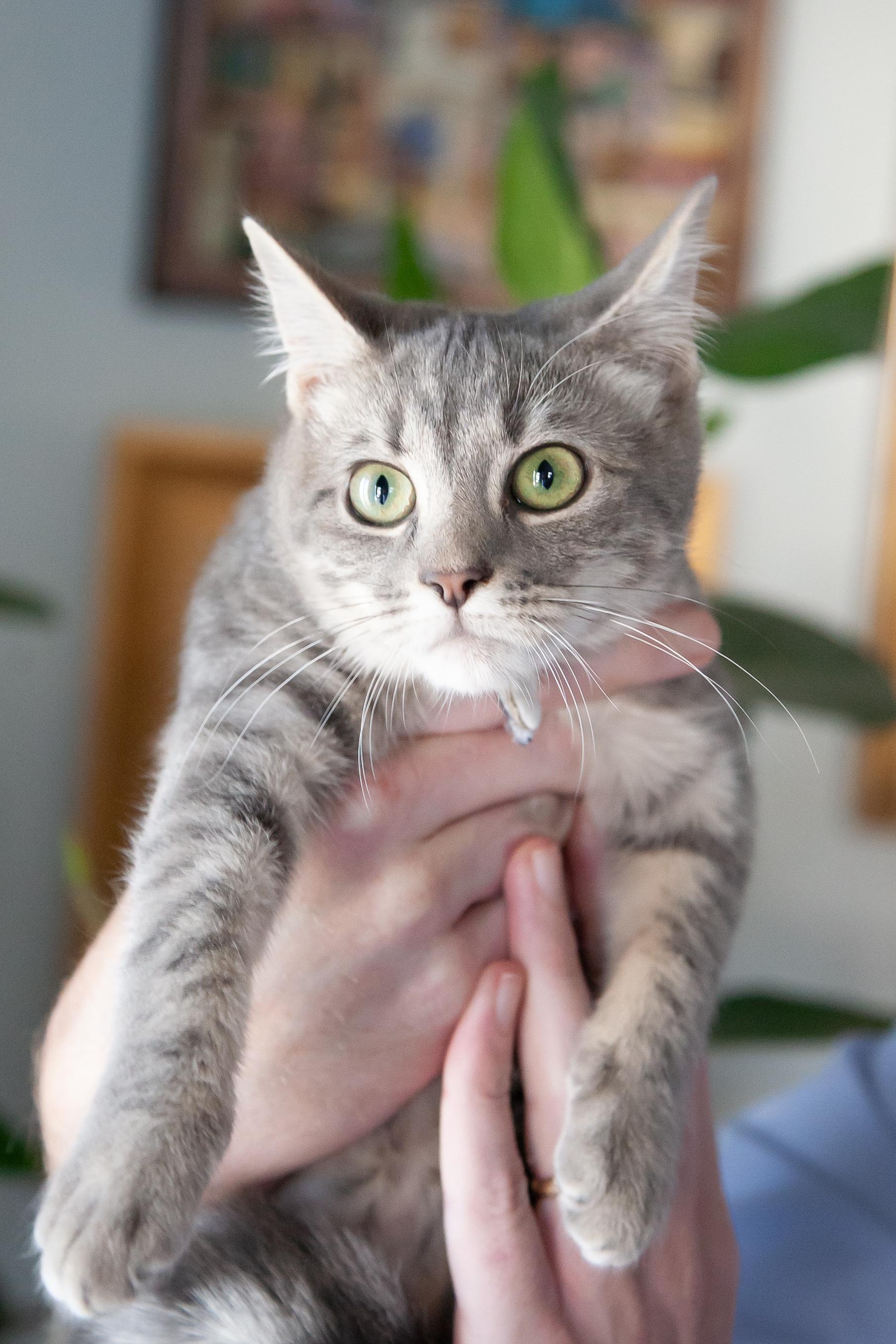 Enlarge Olivia, a Adoptable Domestic Short Hair in Nashville, TN image 6/6