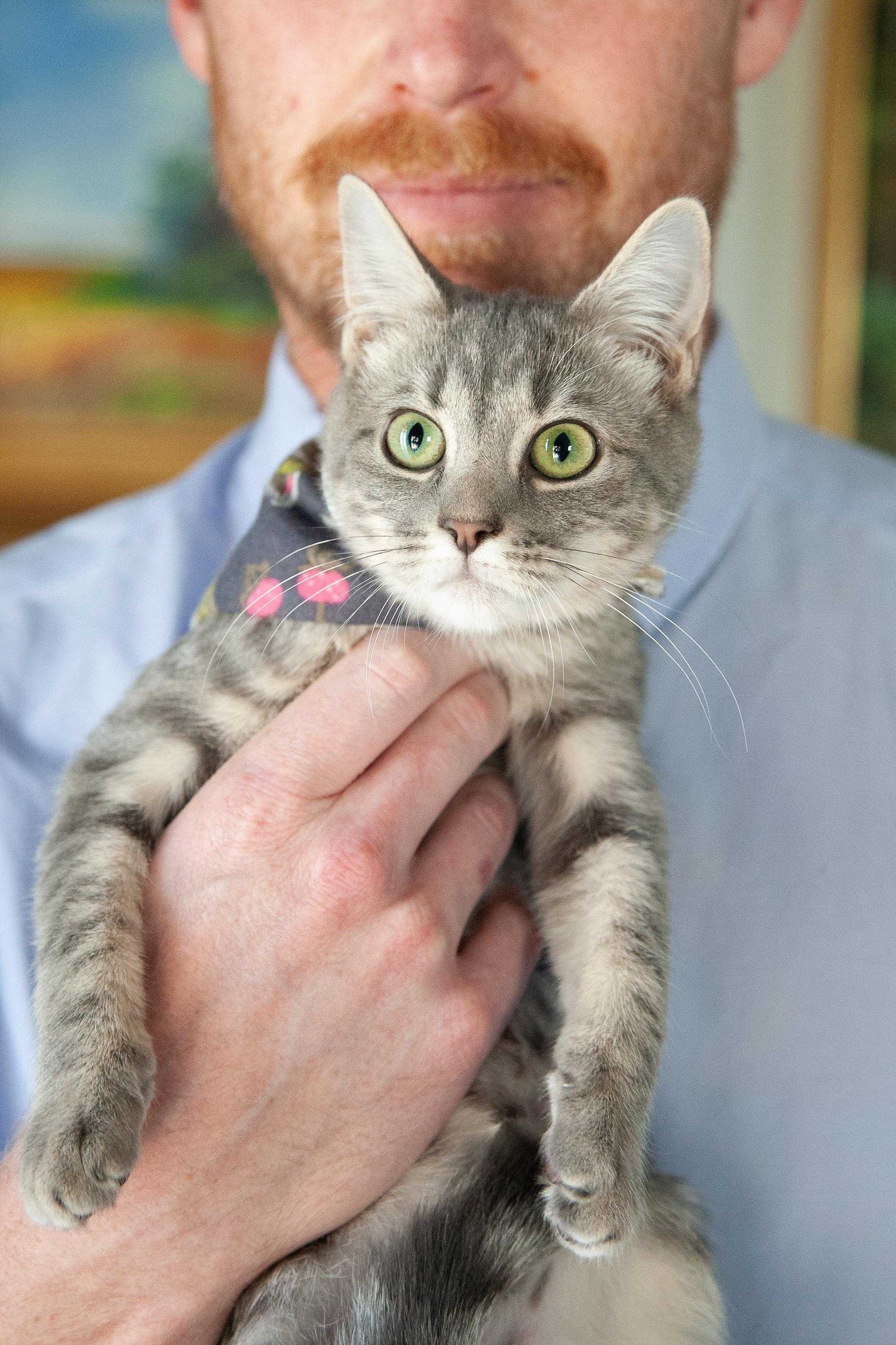 Enlarge Olivia, a Adoptable Domestic Short Hair in Nashville, TN image 2/6