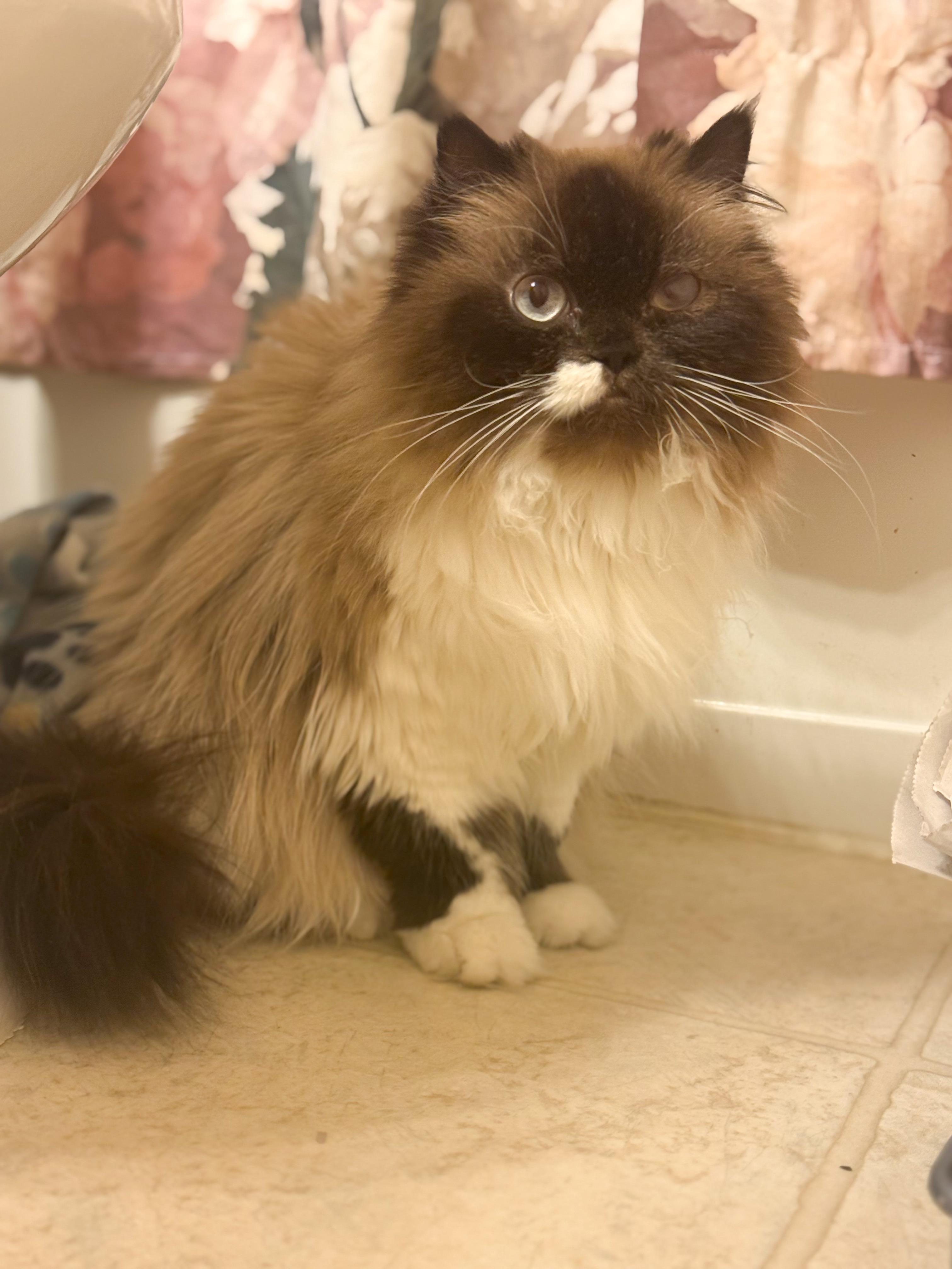 Enlarge Elizabeth “Lizzy”, a ADOPTABLE Himalayan in Providence Forge, VA image 1/4