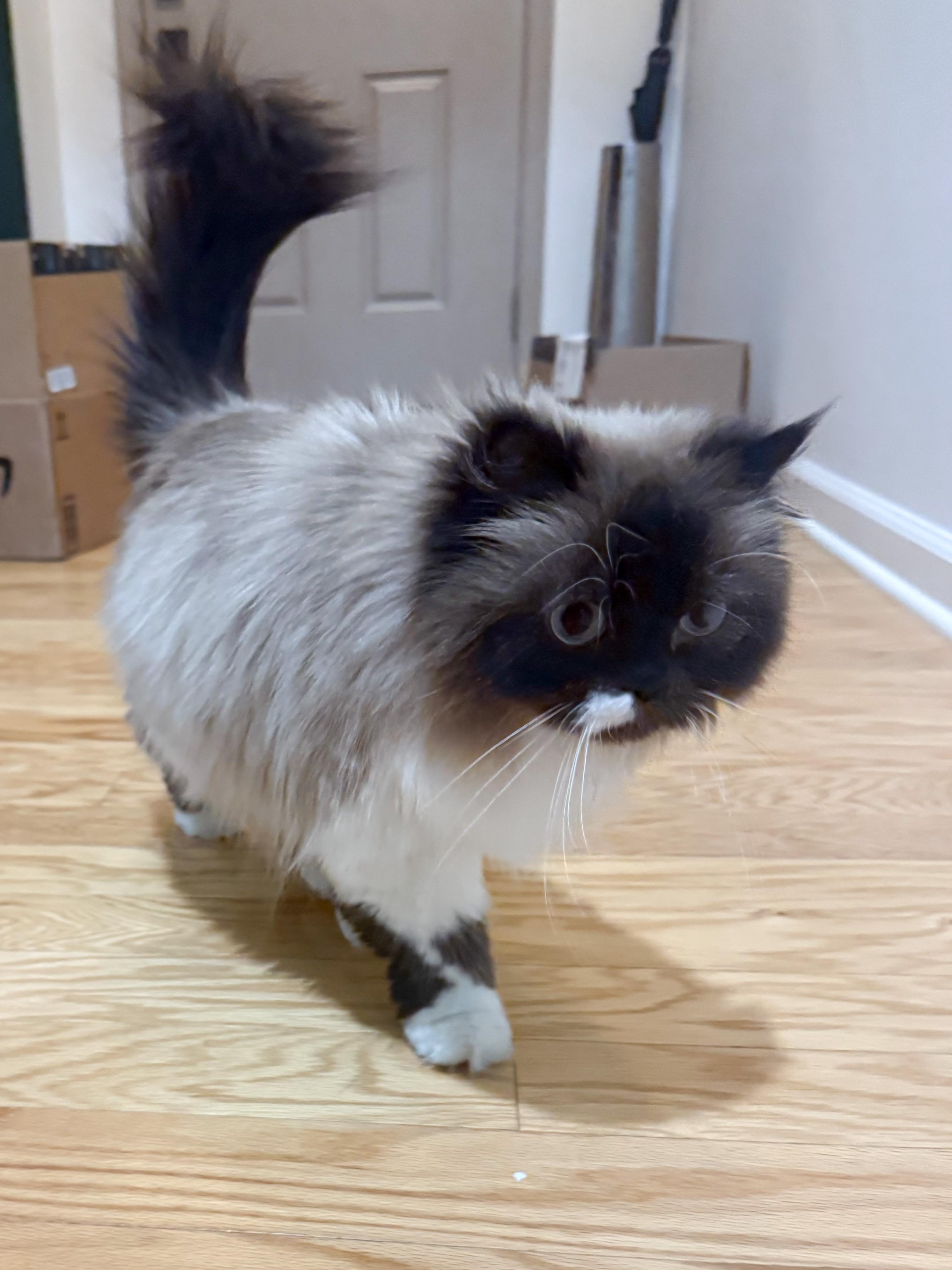 Enlarge Elizabeth “Lizzy”, a ADOPTABLE Himalayan in Providence Forge, VA image 3/4