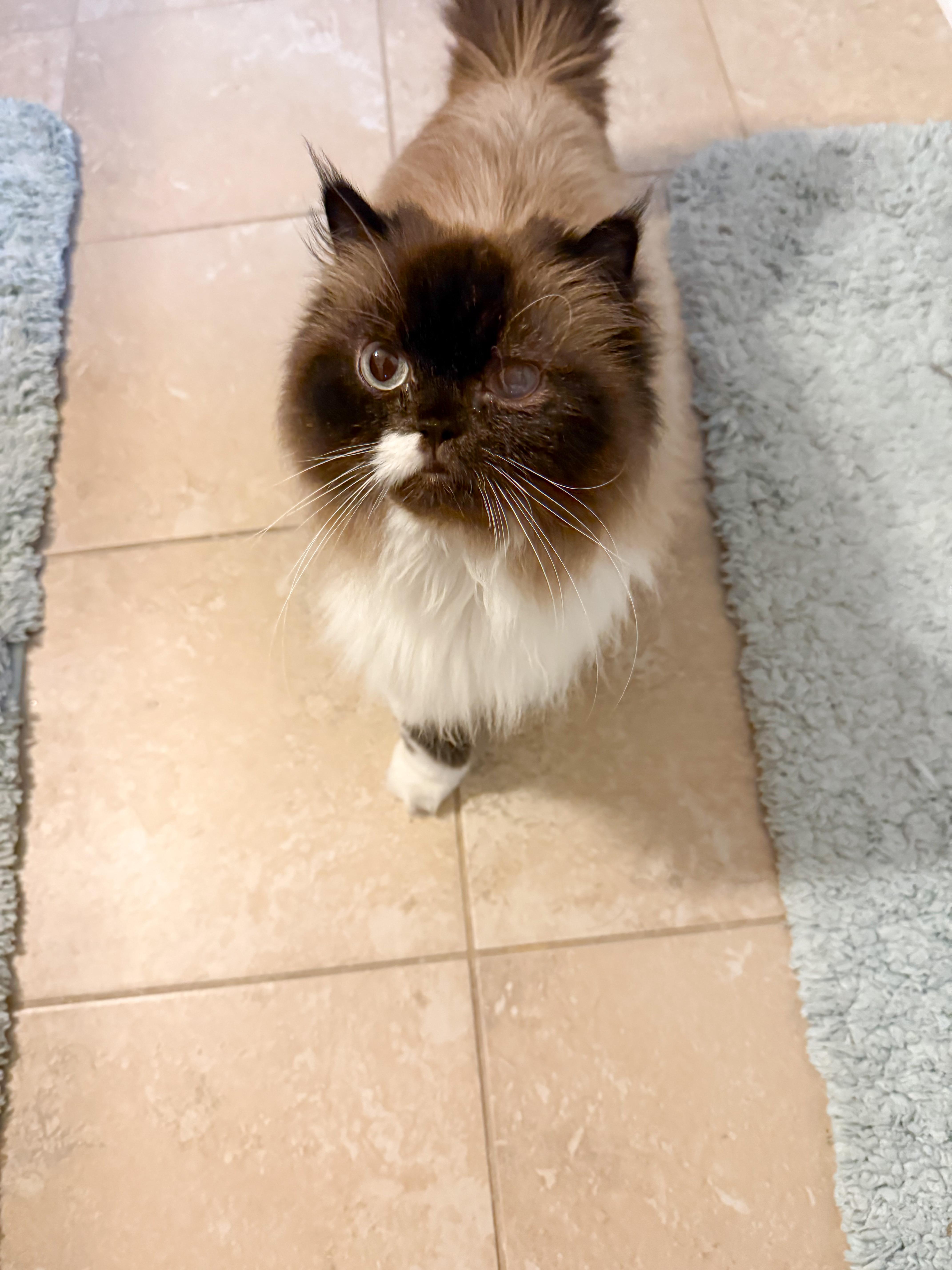 Enlarge Elizabeth “Lizzy”, a ADOPTABLE Himalayan in Providence Forge, VA image 2/4