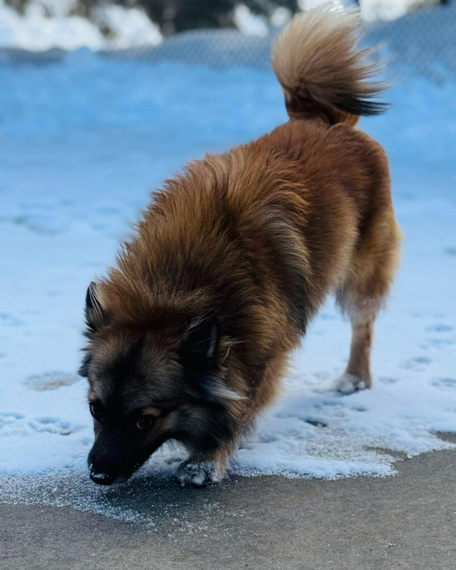 Enlarge Winslow, an adopted mixed breed in Fremont, MI image 5/5