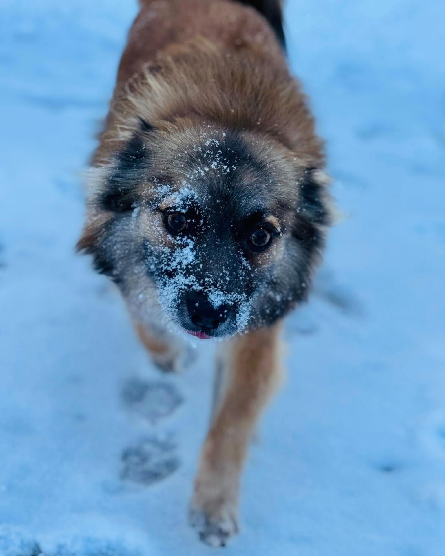 Enlarge Winslow, an adopted mixed breed in Fremont, MI image 3/5