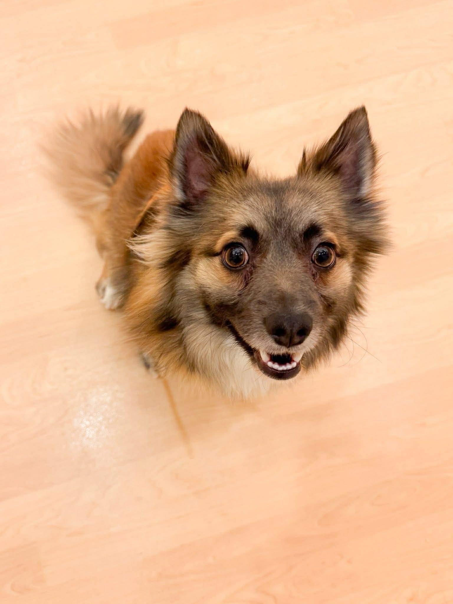 Enlarge Winslow, an adopted mixed breed in Fremont, MI image 4/5