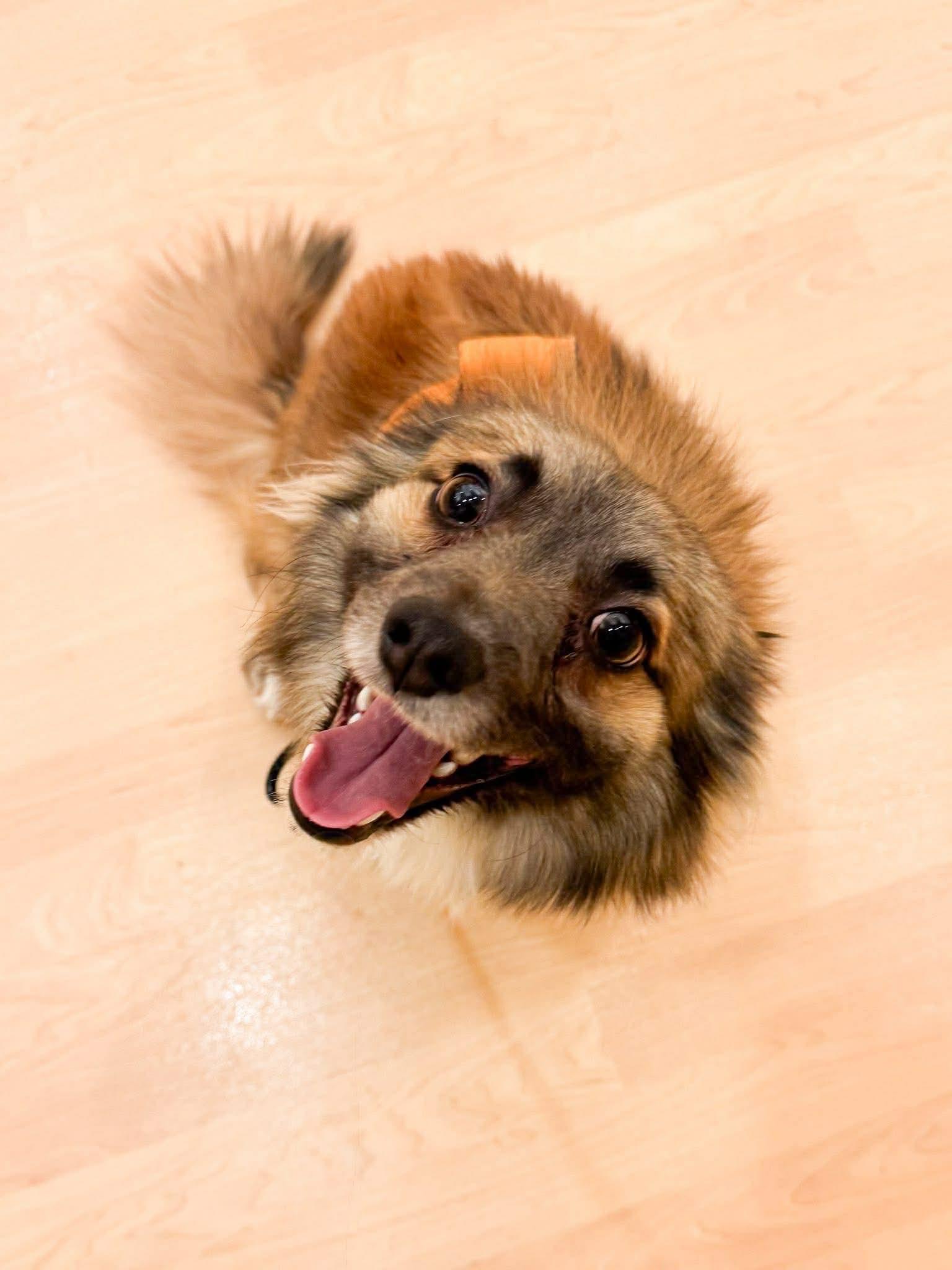 Winslow, adopted, Adult Male Pomeranian.