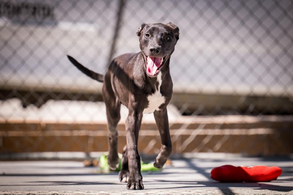 Willie, Adoptable, Puppy Male Shepherd & Belgian Shepherd / Malinois.