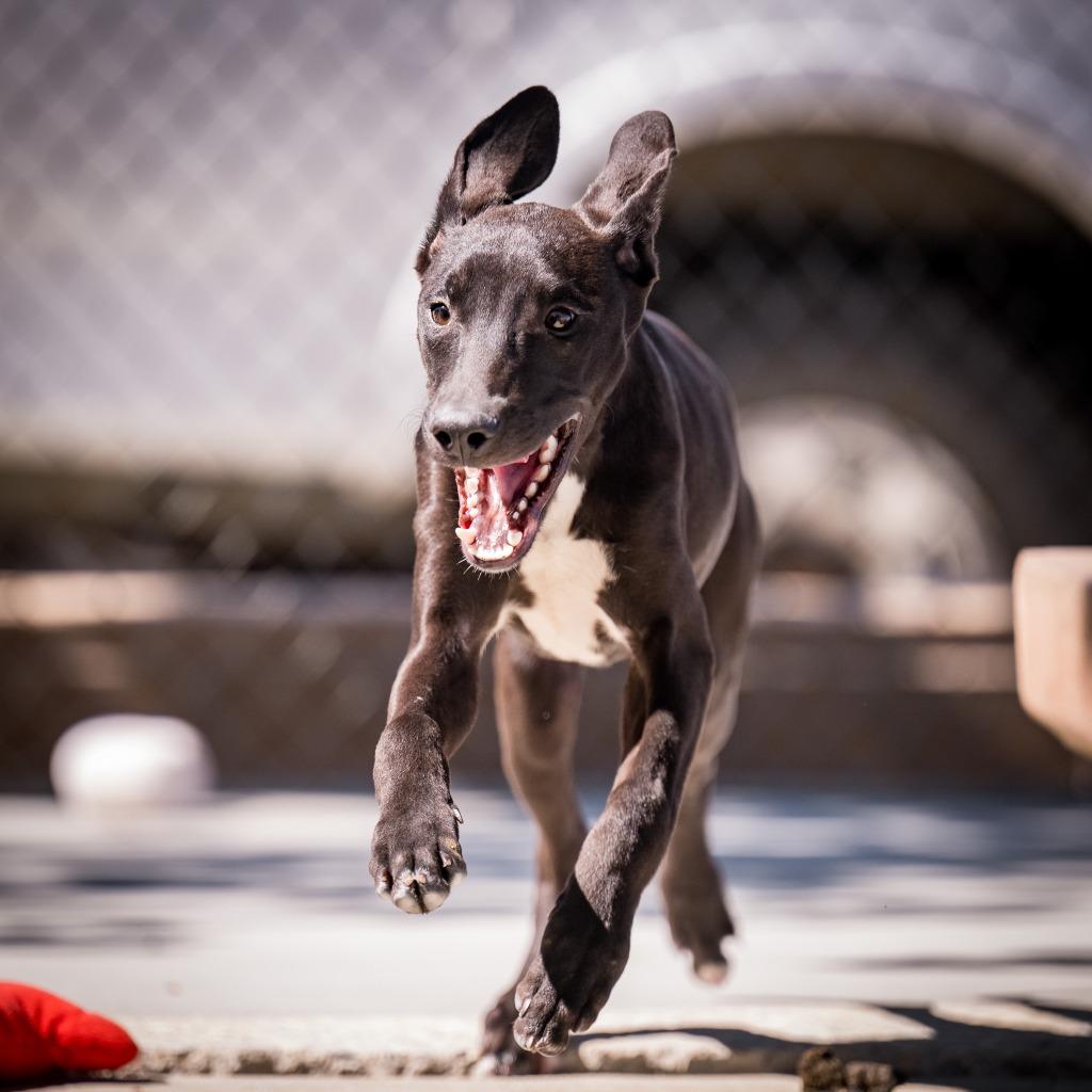 Willie, a Adoptable mixed breed in Twentynine Palms, CA image 2/4