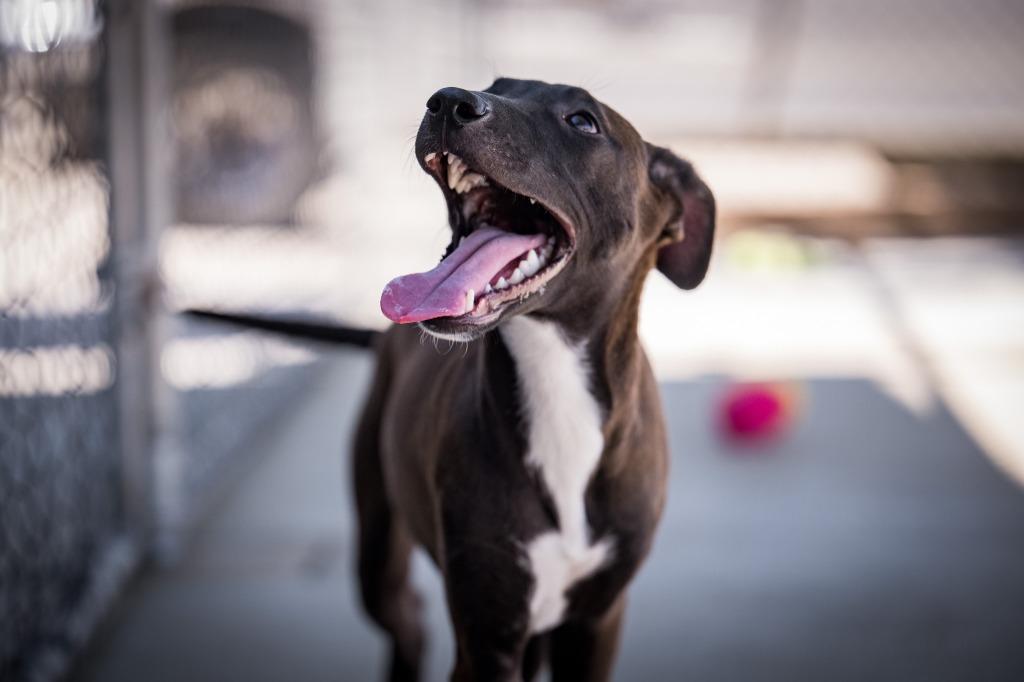 Willie, a Adoptable mixed breed in Twentynine Palms, CA image 3/4