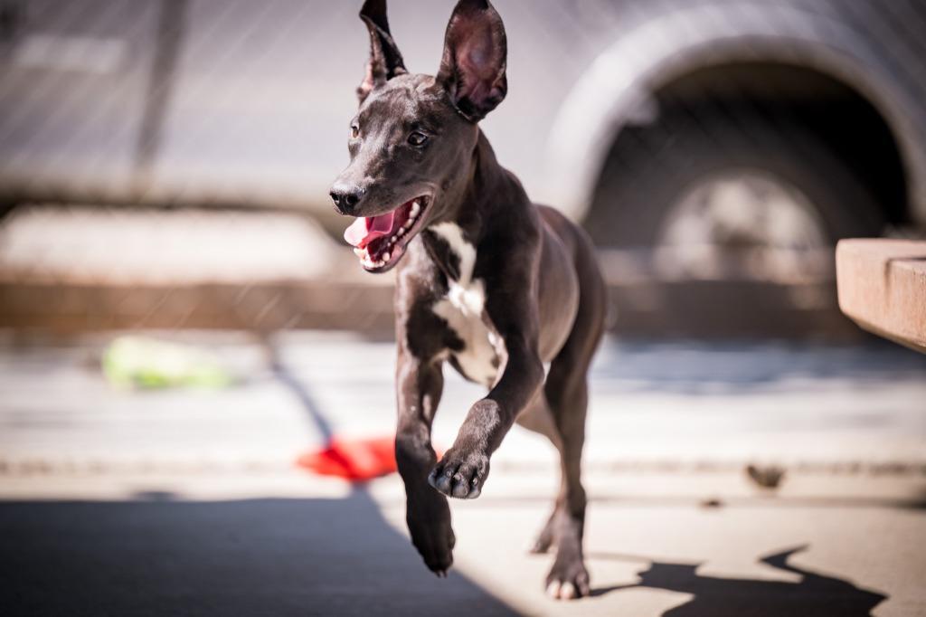 Willie, a Adoptable mixed breed in Twentynine Palms, CA image 4/4