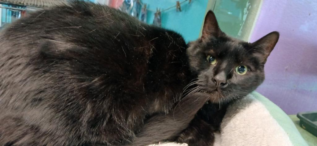 Raven Poe, Adoptable, Adult Male Domestic Short Hair.