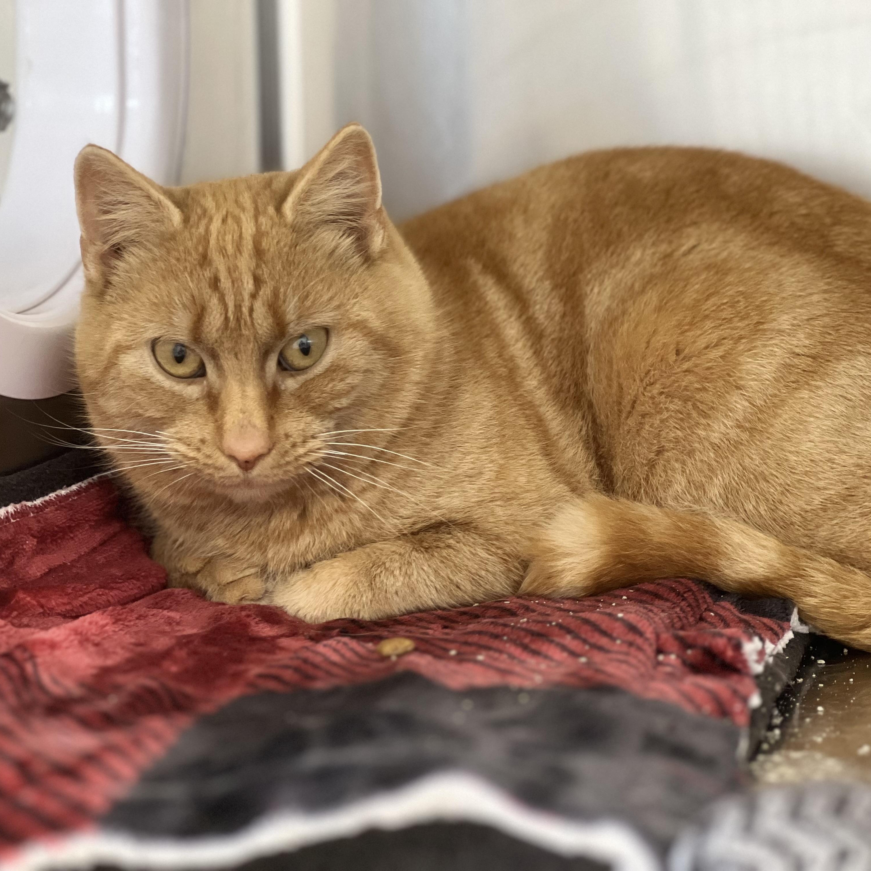 Enlarge Fred, an adopted Domestic Short Hair in St Stephen, NB image 1/1