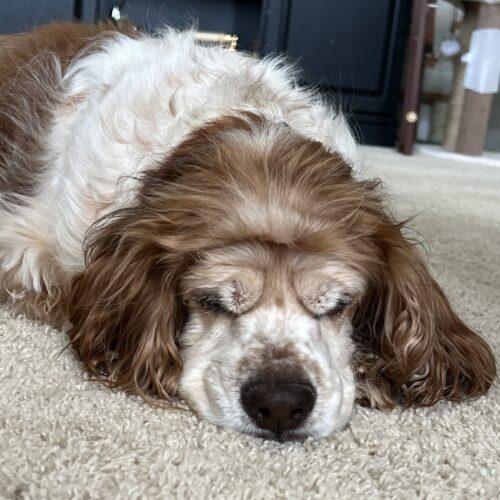 Enlarge Calvin O 26106, a Adoptable Cocker Spaniel in Parker, CO image 2/3