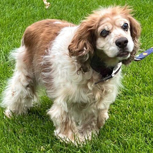 Enlarge Calvin O 26106, a Adoptable Cocker Spaniel in Parker, CO image 3/3