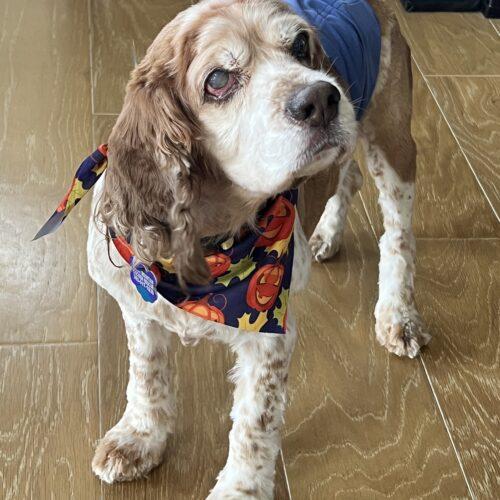 Enlarge Calvin O 26106, a Adoptable Cocker Spaniel in Parker, CO image 4/4