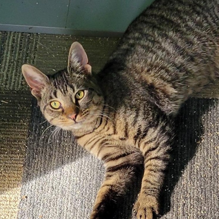 Enlarge Calliope, a Adoptable Domestic Short Hair in Green Brook, NJ image 1/1