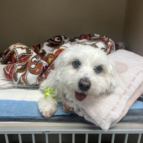 Lonna, Adoptable, Young Female Coton de Tulear.