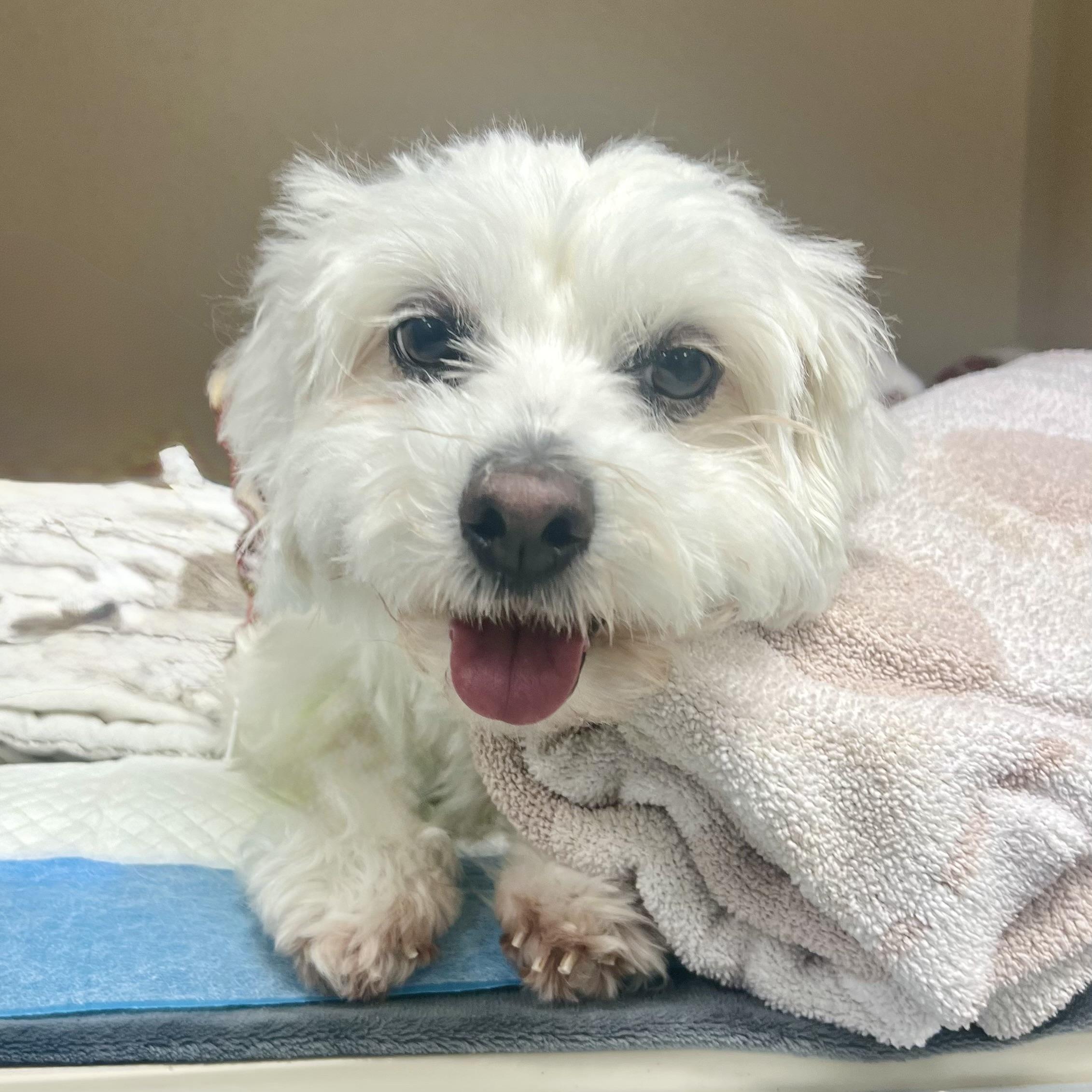 Enlarge Lonna, a Adoptable Coton de Tulear in Broken Arrow, OK image 2/2
