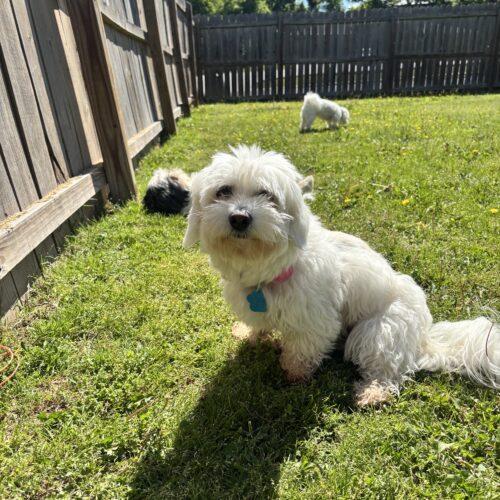 Lonna, a Adoptable Coton de Tulear in Broken Arrow, OK image 2/4