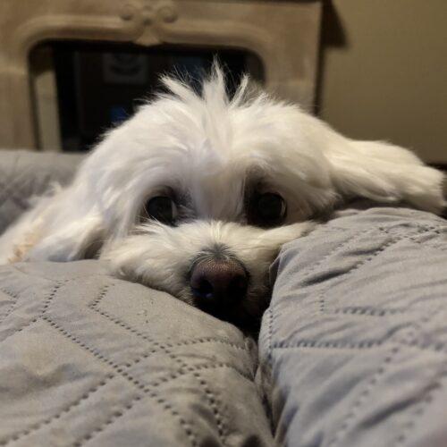 Lonna, a Adoptable Coton de Tulear in Broken Arrow, OK image 3/4