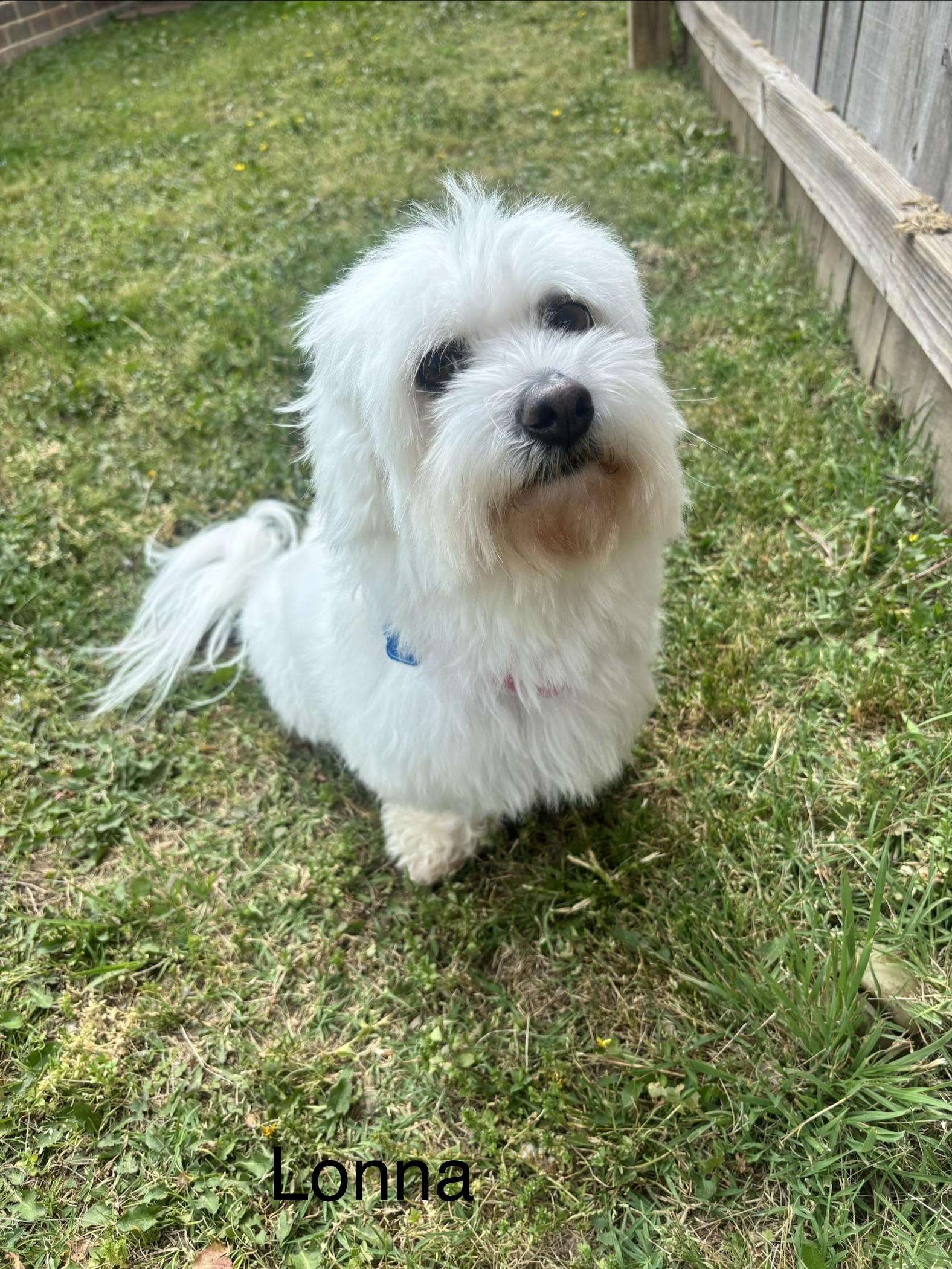 Lonna, a Adoptable Coton de Tulear in Broken Arrow, OK image 4/4